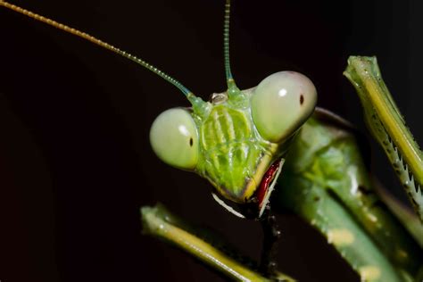 mantis